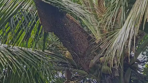 A swarm of wasps attacked while walking along the road; 5 people injured