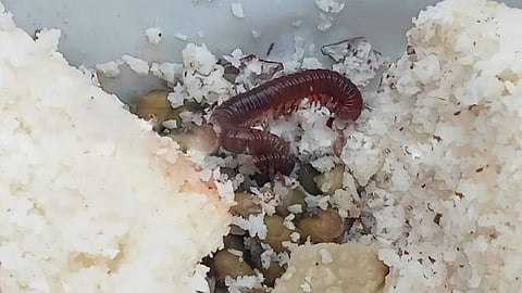 worm found on food bought from govt hospital canteen intrivandrum