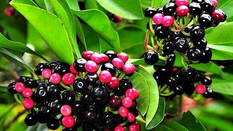 coral berry is very healthy fruit