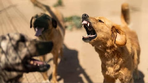 Street dog nuisance without solution