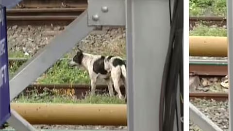 stray dog that bite 13 people at kannur railway station tests positive for rabies