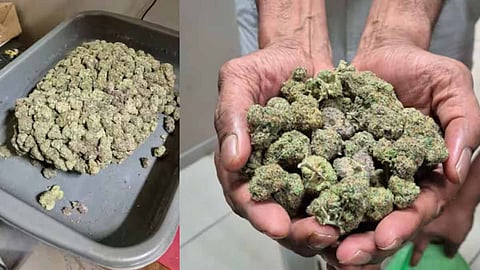 Huge drug bust at Nedumbassery airport; Ganja worth Rs 2.25 crore seized