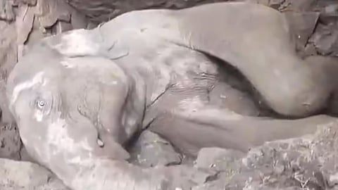 elephant calf dies septic tank thrissur