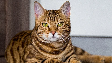 Man held for killing cat, posting video on Instagram