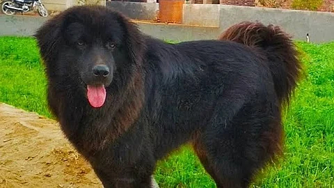 indigenous indian mountain dog