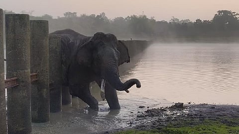 Karnataka forest officials rescue Wild elephant