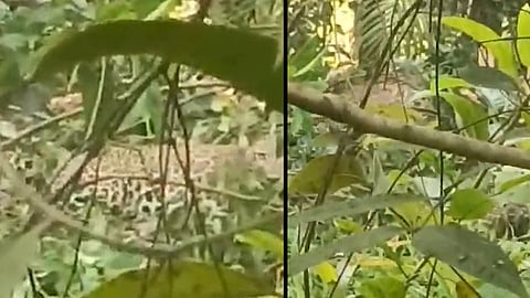 leopard caught in trap set for pig