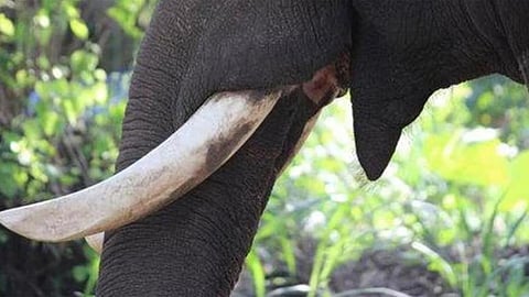 palakkad elephant attack death