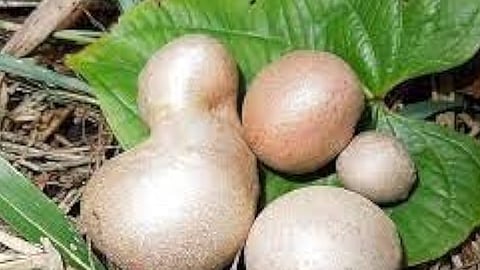 Now a little bit air potato puzhukk?