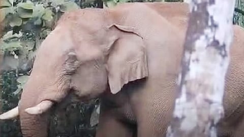 Kerala forest department to treat injured wild elephant