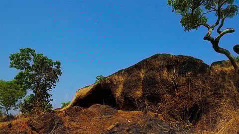 Kalashamala, the most abundant habitat of Syzygium travencoricum