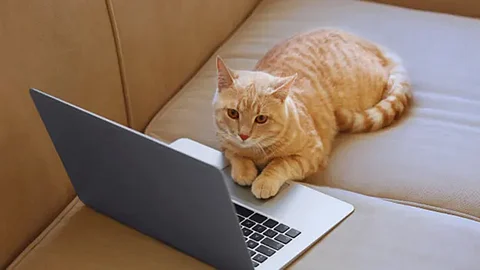 Cat kumar applied for residence certificate in bihar