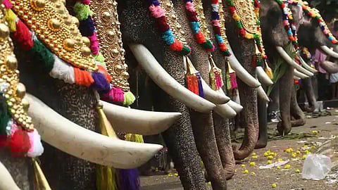 elephant ran amok during temple festival at kunnamkulam