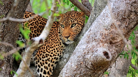 Wildlife attacks that take human lives