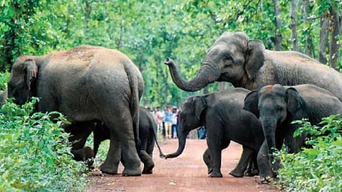 vd satheesan about animal attack
