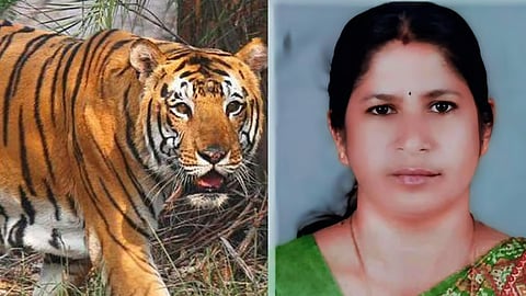Man-eating tiger search continue Mananthavady hartal today