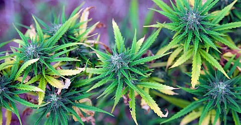 cannabis jungle that destroys memories