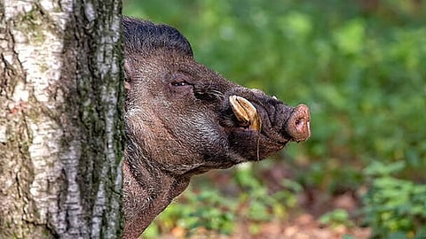 Villagers killed wild boar which killed farmer