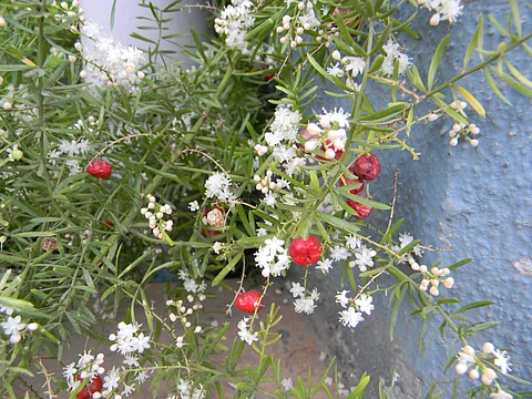 shatavari