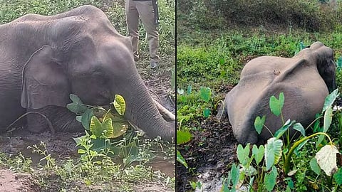 wild elephant found dead in wayanad