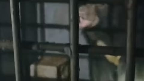 bear captuared malappuram