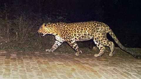 A leopard that escaped from a trap in Amboori was captured with a drugged shot.