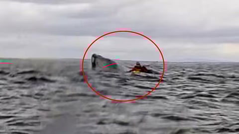humpback whale swallows kayaker watch video | കൂറ്റന് തിമിംഗലത്തിന്റെ വായിൽ നിന്നും അദ്ഭുതകരമായി രക്ഷപ്പെട്ട് യുവാവ്