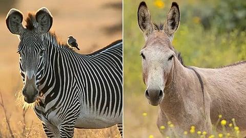 Zebra in Kenya, Donkey in Riverside County, California.