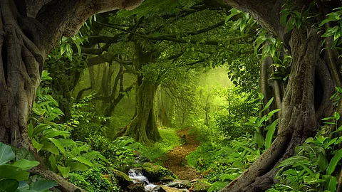 afforestation fund misused to buy iphones and laptopsCag report