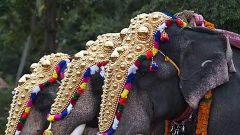 Elephant paraded for temple festival without permission; Forest Department files case