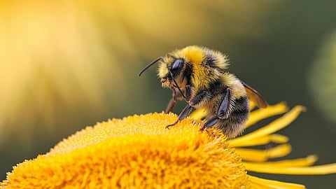 Bee attack in Thrissur; Four injured, one in critical condition