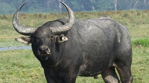 A young man injured in a wild buffalo attack in Malakapara has died.
