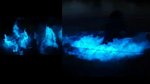 kavaru, bioluminescence attracts tourists to kumbalangi, chellanam and idakkochi