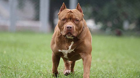 young man injured after being shot by pet doag in us