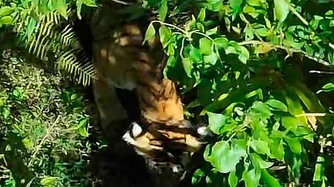 tiger spoted residential area in grambi idukki