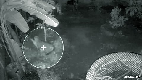 leopard scare in koratty, chiragara area, will search with drones