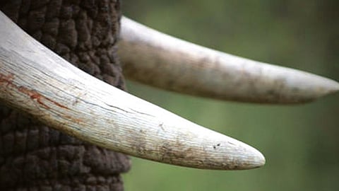Elephant tusk smuggling, gang held