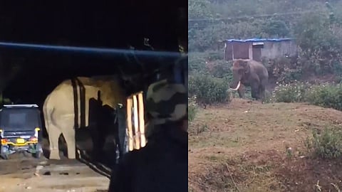 munnar wild elephant padayappa attack