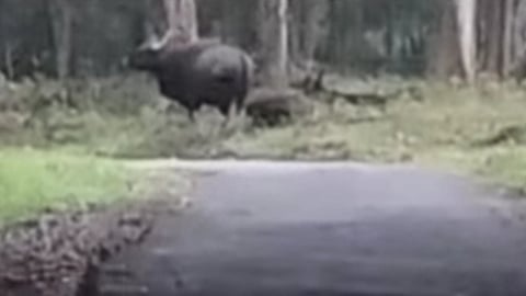 Wild buffaloe at inchathotti