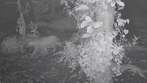 Leopard scare at Chalakkudy, updates