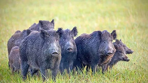 Panchayat President says wild animals entering the country will be shot; honorary status revoked