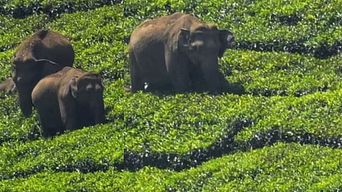 Wild elephant herd near Eravikulam Park
