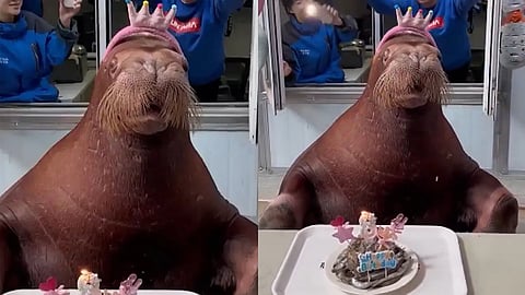 Walrus birthday party goes viral