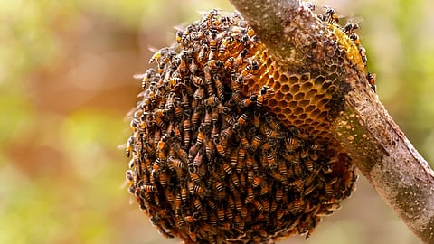 middle aged tribal man dies after being stung by a bee in wayanad