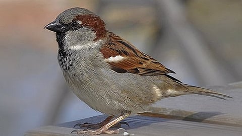 sparrow was trapped in a glass cage kannur; district collector intervened and escaped