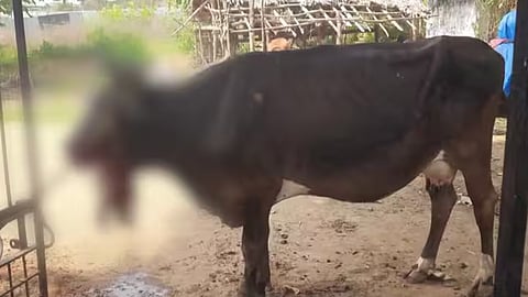 cow injured after eating explosive palakkad