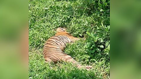 tiger found dead pathanamthitta konni