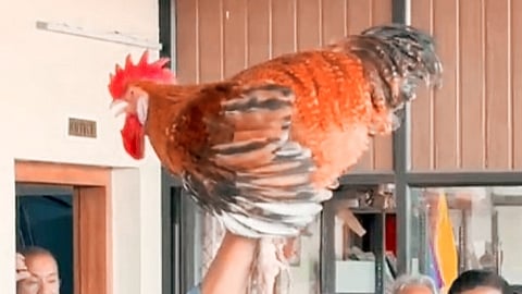 rooster was auctioned for one lakh twenty-five thousand one hundred and one rupees