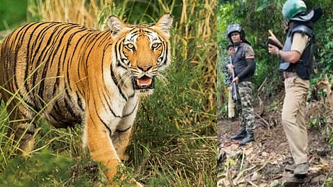 tiger found in Kalikavu Malappuram