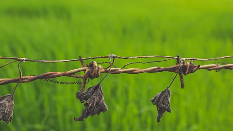 Seeds of doubt, fields of risk